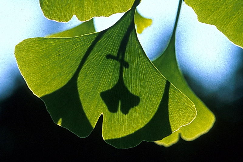 Gingko Leaves